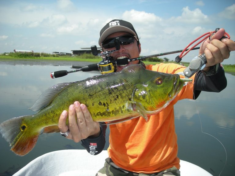 Read more about the article What Are The Different Types Of Bass?